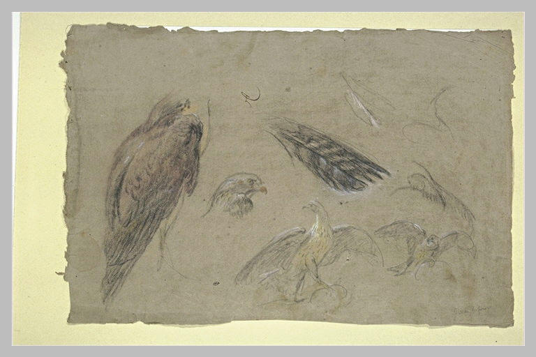 Etudes d'oiseaux de proie