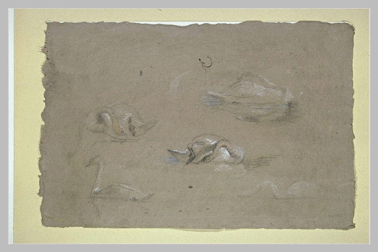 Etude de cygnes