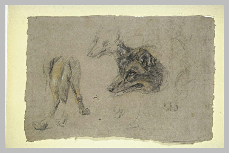 Etudes de loups