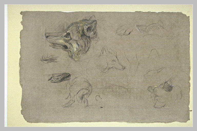 Etudes de têtes de loups