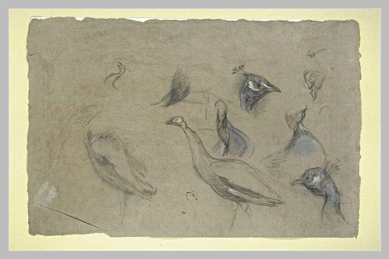Etudes de paons