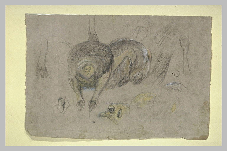 Etude d'une autruche, de plumes, de têtes et de jambes