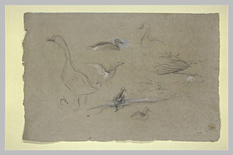 Etude d'oies et de canards
