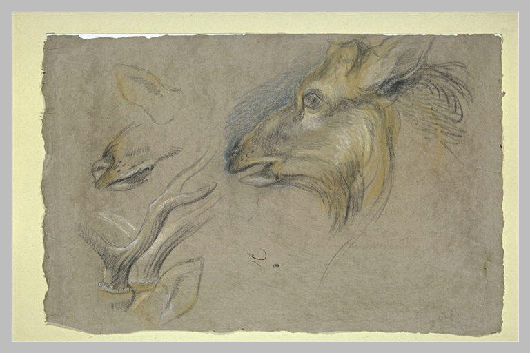 Une tête de chevreuil et des bois