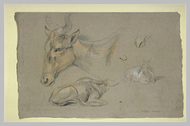 Etude d'une antilope