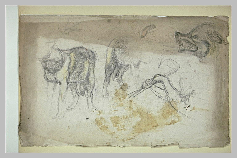 Etudes de loups, tête et corps