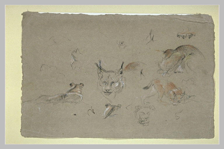 Etudes de lynx : têtes, corps et griffes
