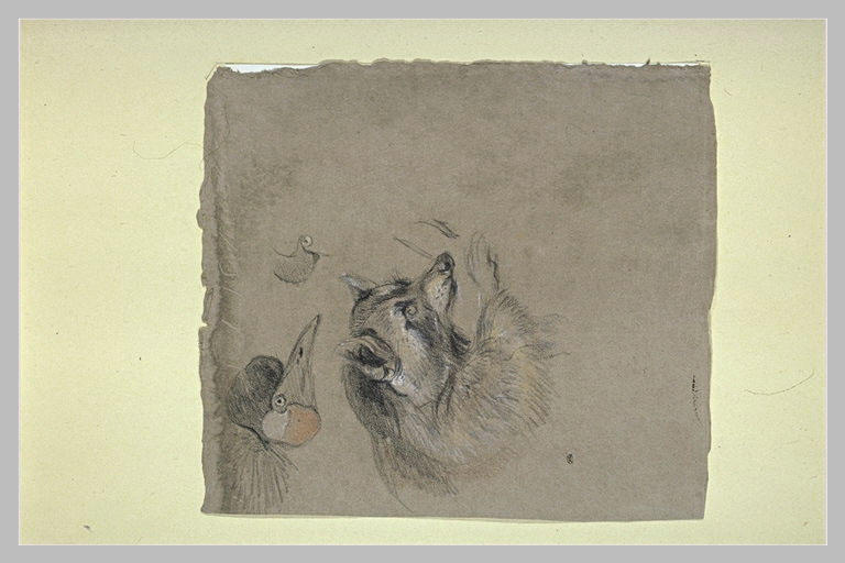 Etude d'une tête de raton laveur et d'une tête d'oiseau