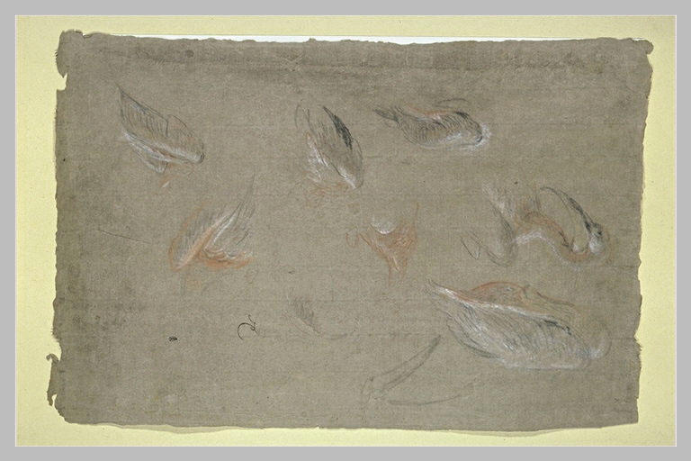 Etudes de pélicans
