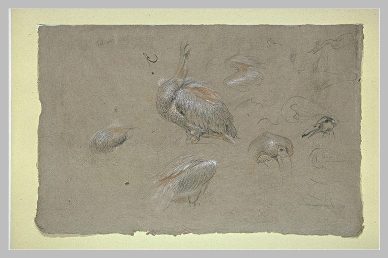 Etudes de pélicans, d'ailes et de becs