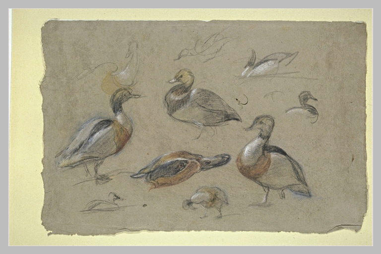 Etude de canards et tête de sarcelle