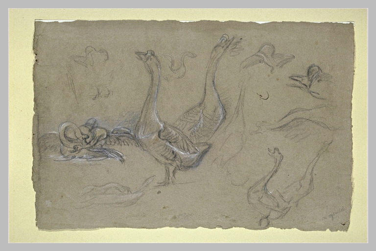 Etude d'oiseaux palmipèdes