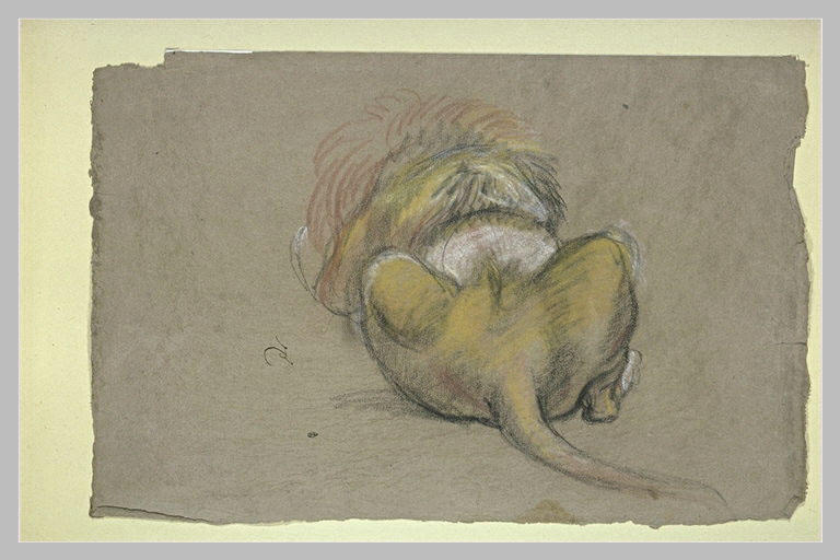 Etude d'un lion couché, vu de dos