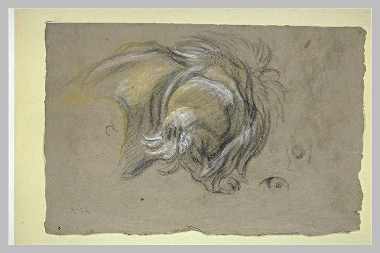 Etude d'un lion