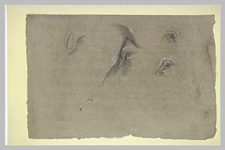 Etude de quatre yeux d'animaux