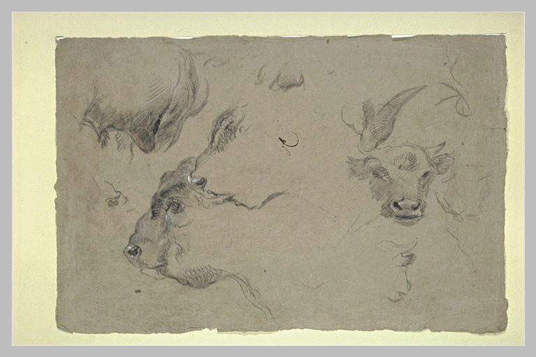 Etude de têtes de bisons