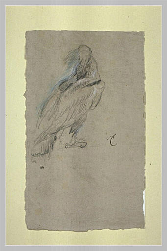 Etude d'un oiseau vu de dos