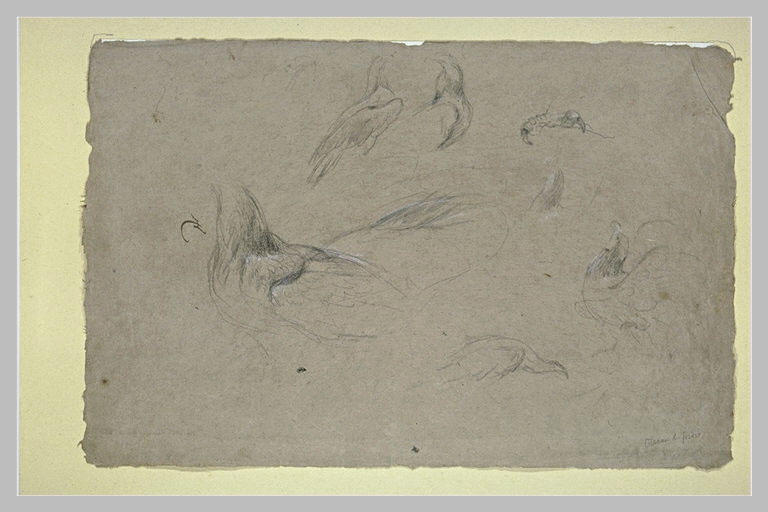 Etudes d'oiseaux et d'une patte