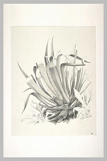 Plante d'agave