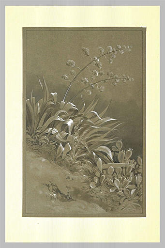 Agave en fleurs et cactus sauvage