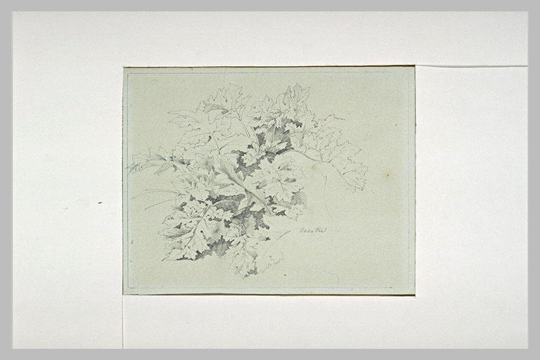 Etude de plante d'acanthe