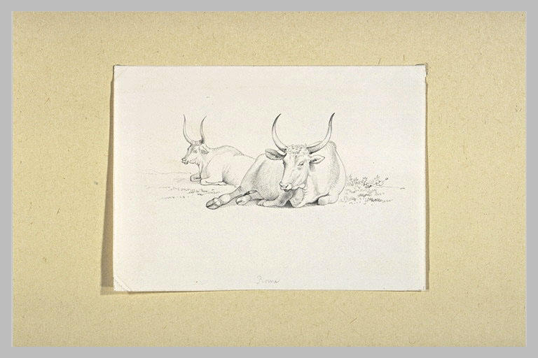 Deux boeufs italiens