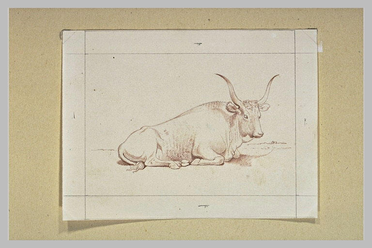 Boeuf couché à terre