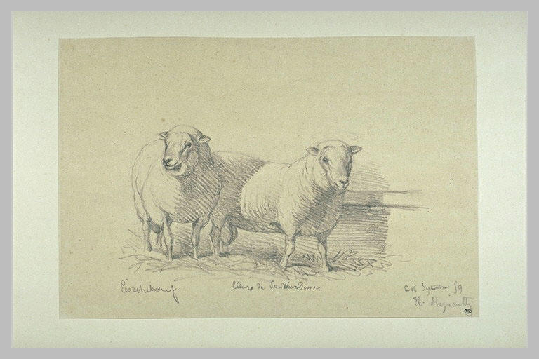 Béliers de South-Down, à Ecorcheboeuf