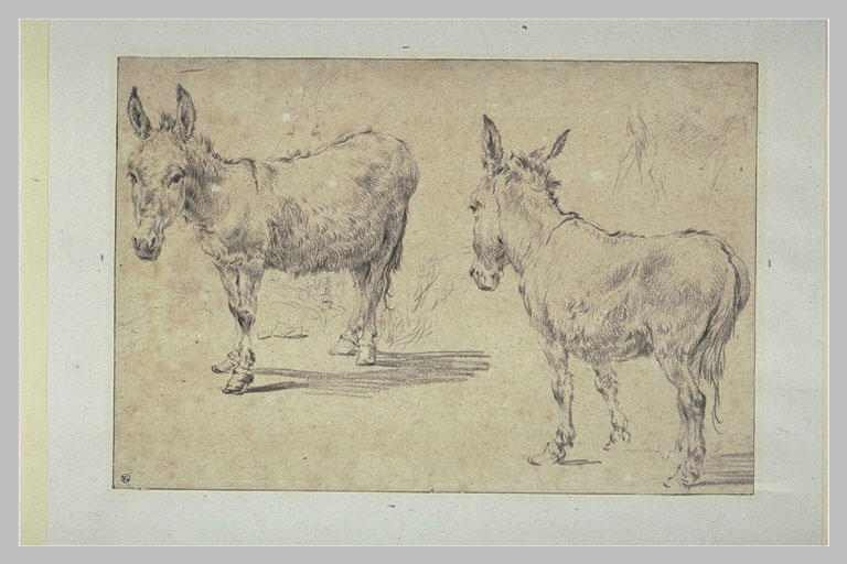 Deux études d'ânes et croquis d'un troisième