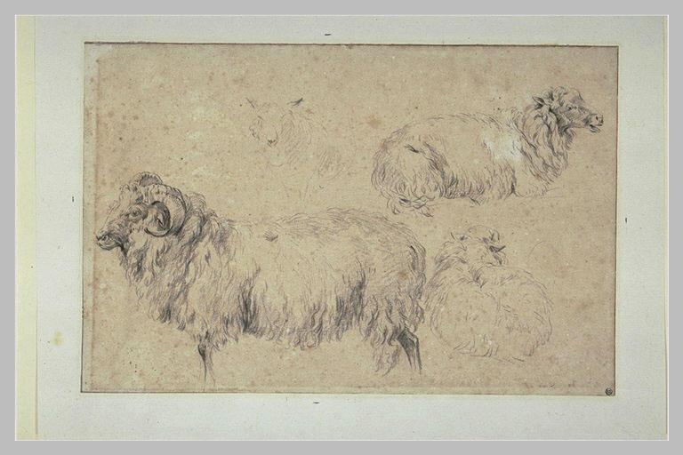Etudes de béliers, bouc et brebis
