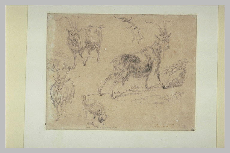Etudes de trois boucs ; un chevreau et une tête de bouc