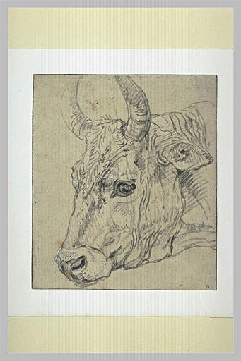 Tête de vache, de profil