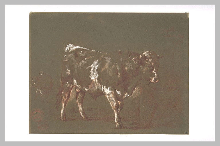 Etude de taureau