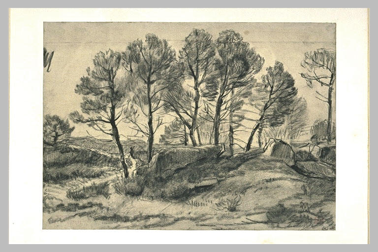 Bosquet d'arbres, et rochers