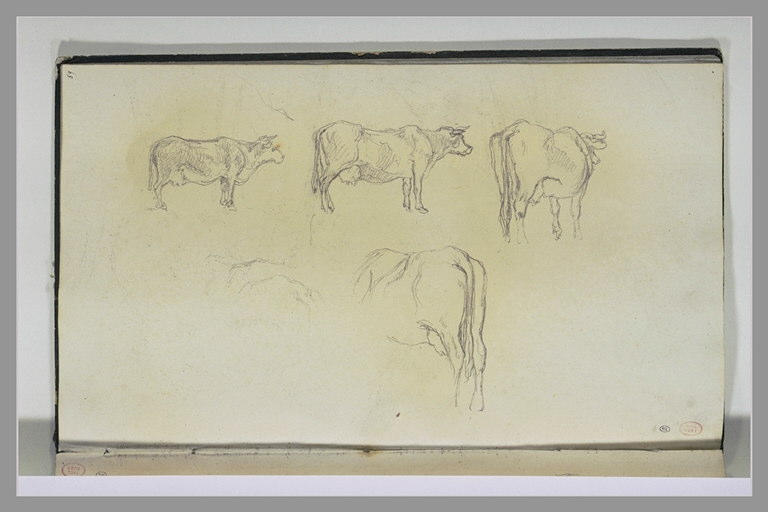 Etudes de vaches