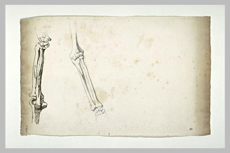 Deux études de parties d'un squelette