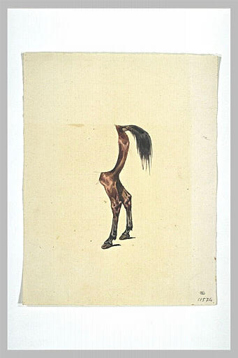 Fessier et jambes arrières d'un cheval