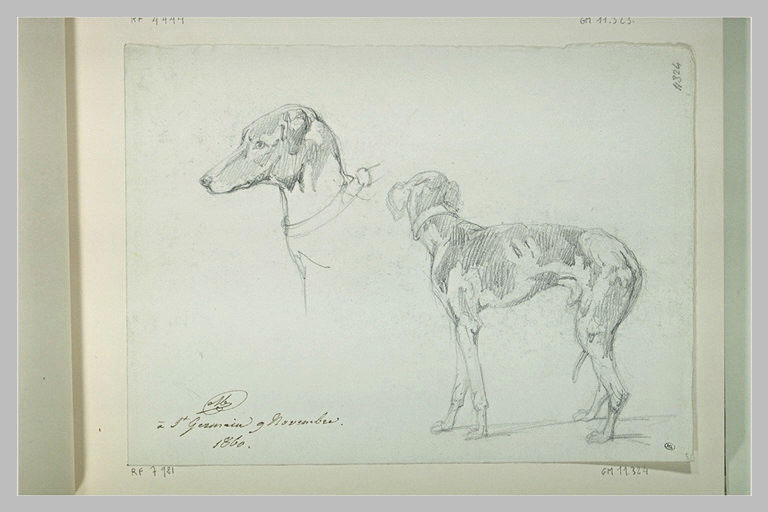 Tête de chien de chasse, tournée vers la gauche ; chien de chasse, debout