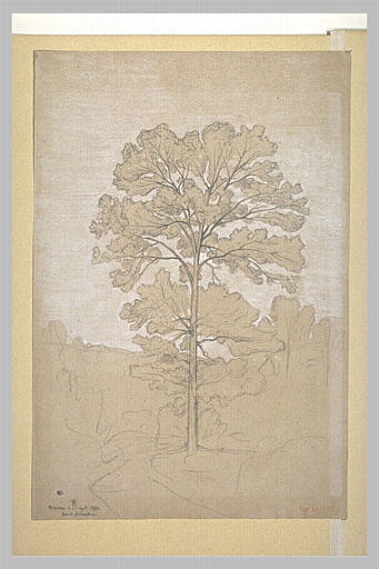 Arbre à Bourron