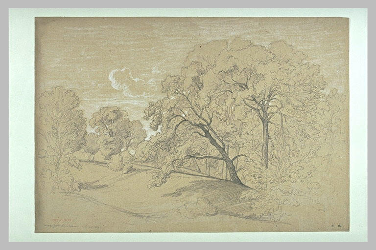 Terrain nu entre des arbres