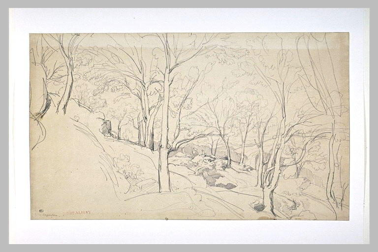 Arbres et rochers sur un terrain accidenté