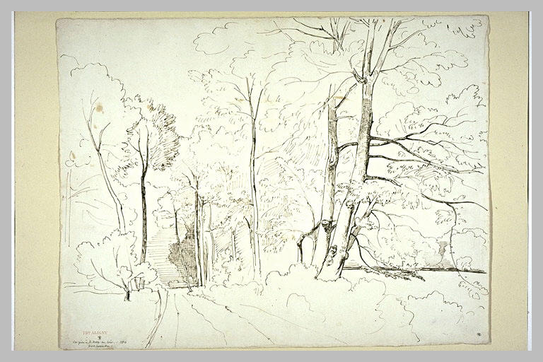 Sous-bois