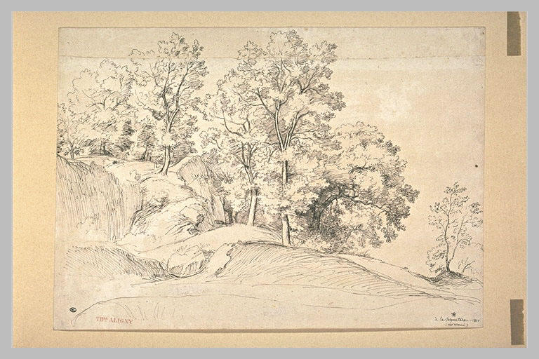 Arbres et rochers