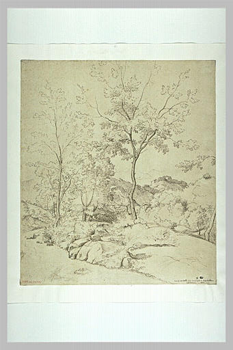 Arbres parmi des rochers