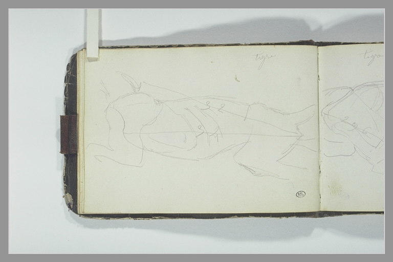 Etude des proportions du corps d'un tigre écorché