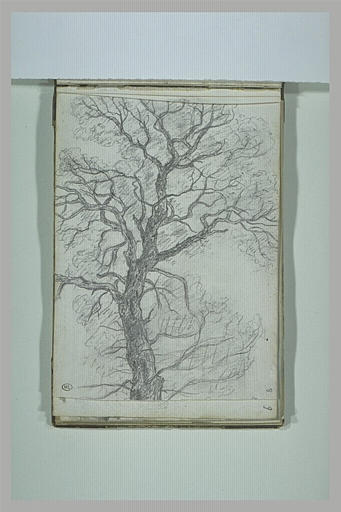 Arbre