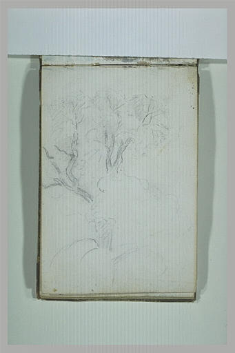 Arbres