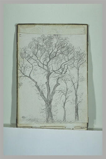 Arbres