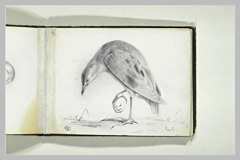 Oiseau