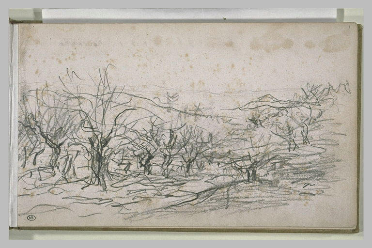 Paysage : champs d'oliviers